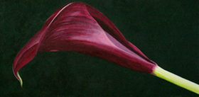 Aubergine Lily, 12x24, Acrylic on Canvas